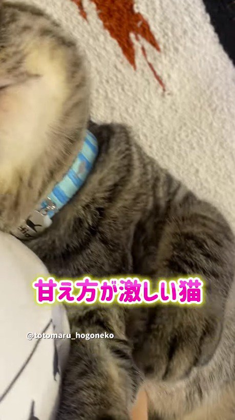 飼い主の隣に寝転がる猫