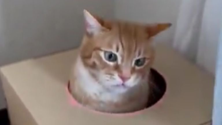 段ボールで遊ぶ猫