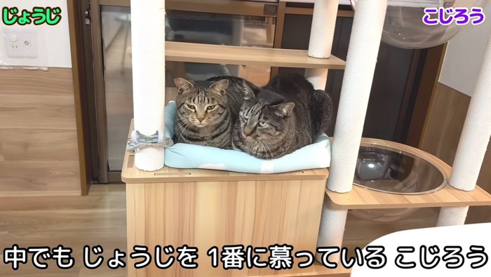 二匹でくっついて座っている猫