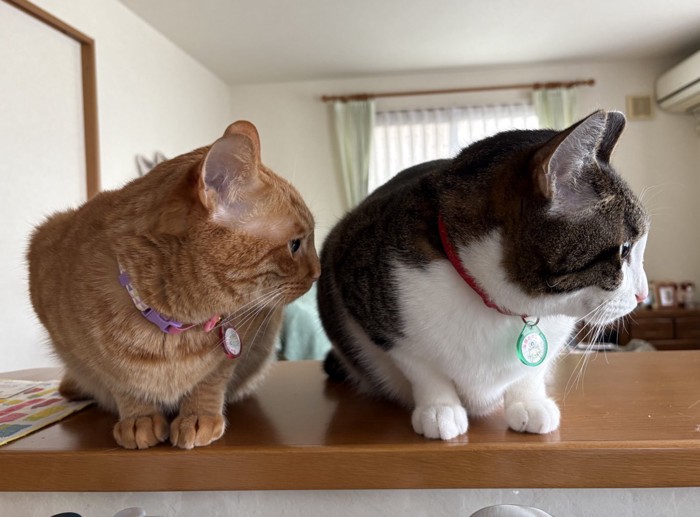 あっちむいてホイをする2匹の猫