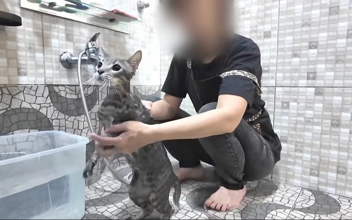 失敗する猫