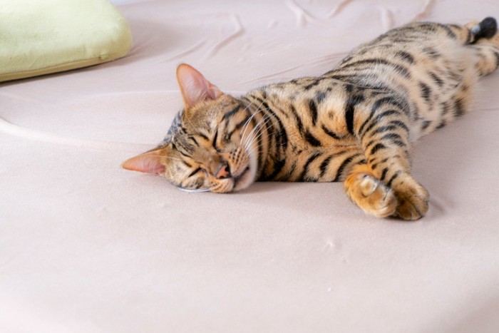 ぐったりした猫