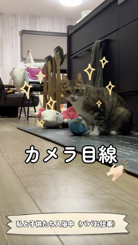 カメラを見つめる猫