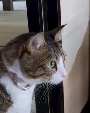 赤ちゃんに意識を集中する猫