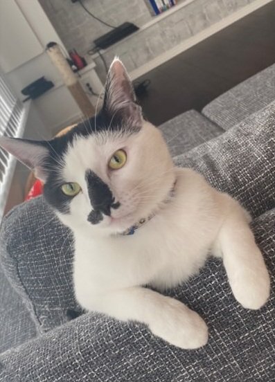 成長したダイフクくん