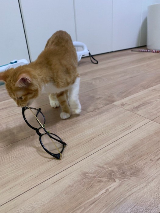 メガネの端を口に咥える子猫
