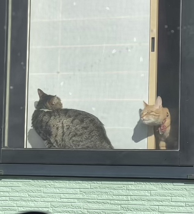 窓際で日向ぼっこするキジトラ猫と茶トラ猫
