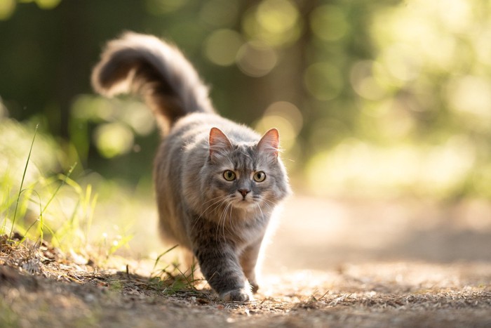 外の世界を散歩する猫