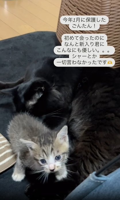 黒猫のそばで座る子猫