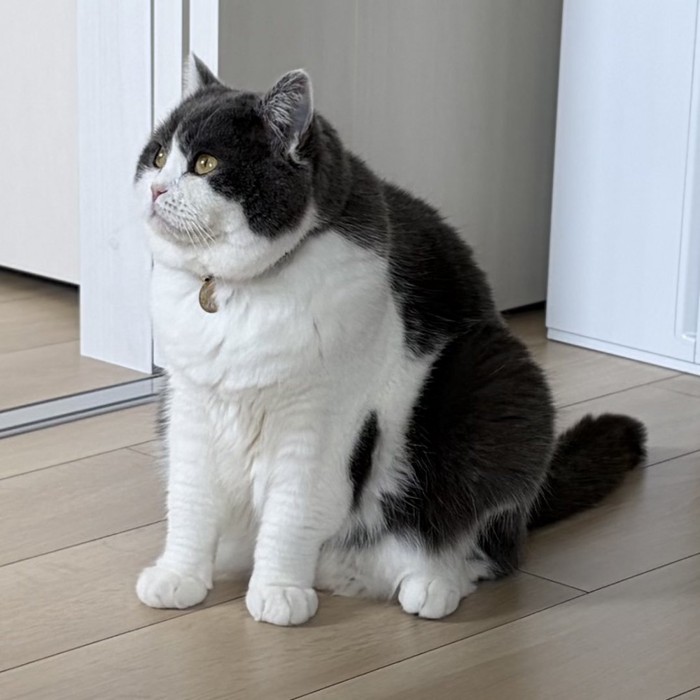 座る猫