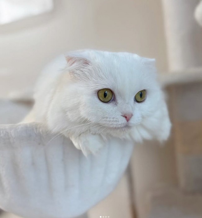 ハンモックにいる白猫1