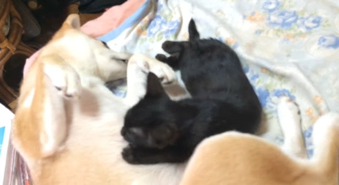 布団の上で寝る子猫と犬