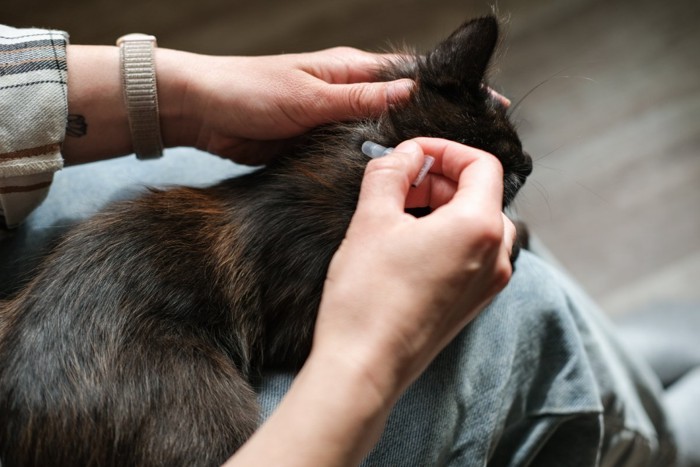 予防薬を打たれる猫