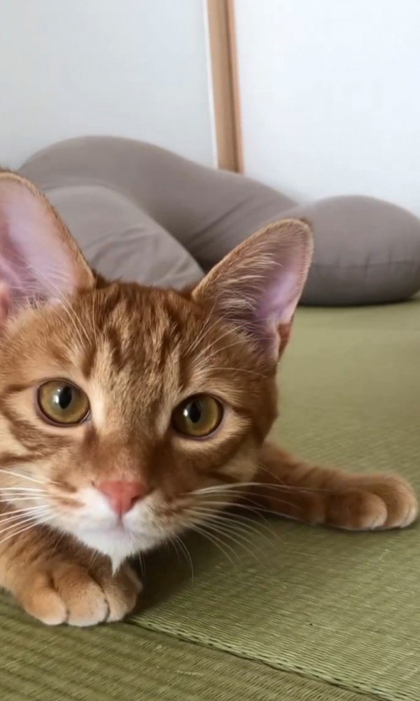 カメラを狙う猫