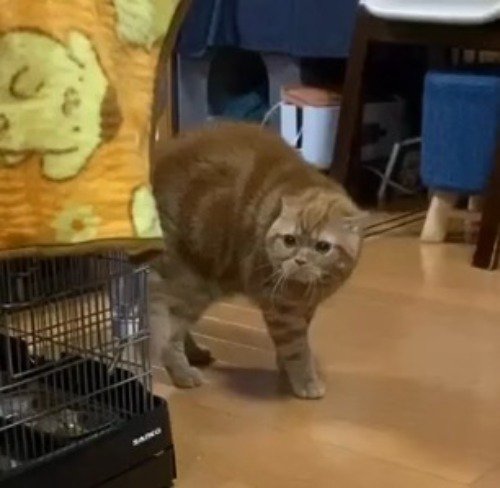背中を丸めて飼い主の方を見つめる茶トラ猫