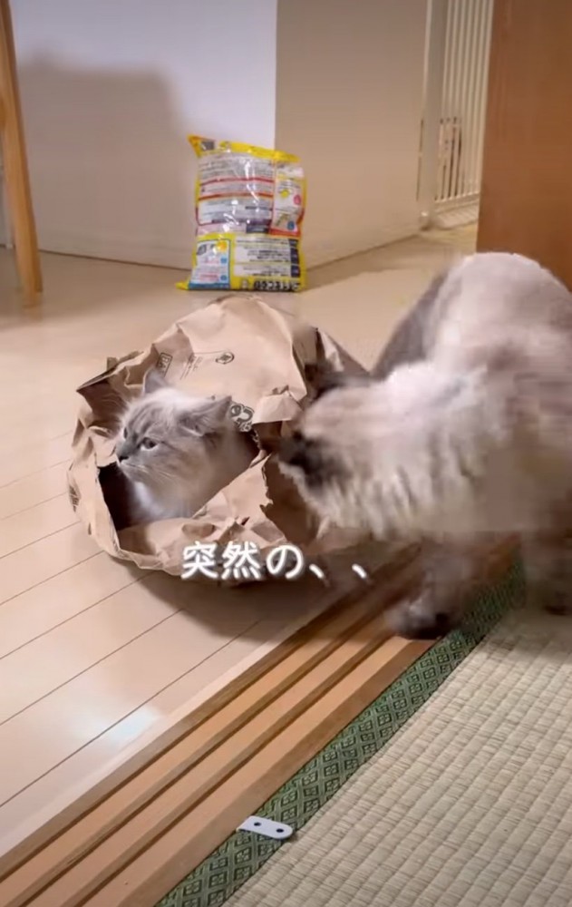 近づいてきた猫
