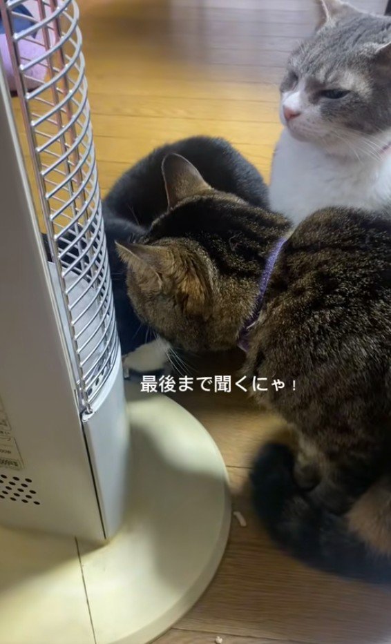 集まっている3匹の猫
