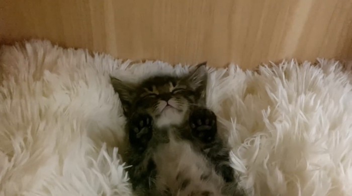 目を閉じて眠るもこくんの顔