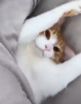 布団をめくられて飼い主を見つめる猫