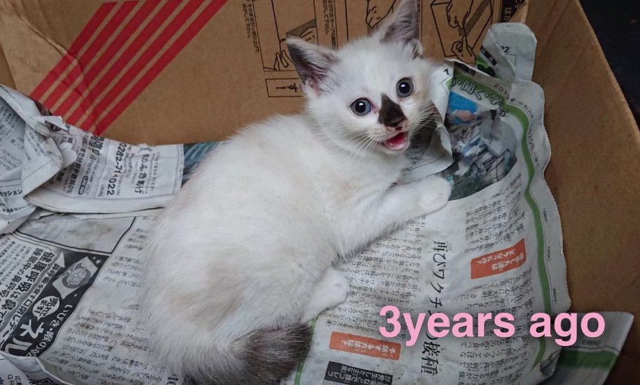 保護された白い子猫