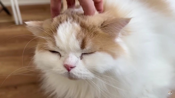 撫でられる猫
