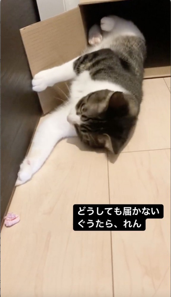 どんどん遠ざかる紙を取りたくて仕方ない猫