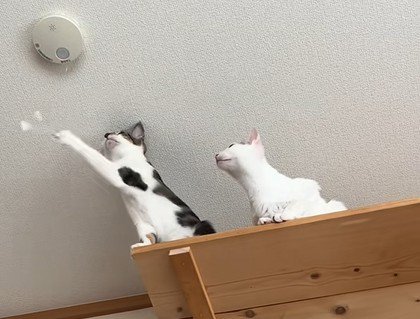 紐に手を伸ばす猫