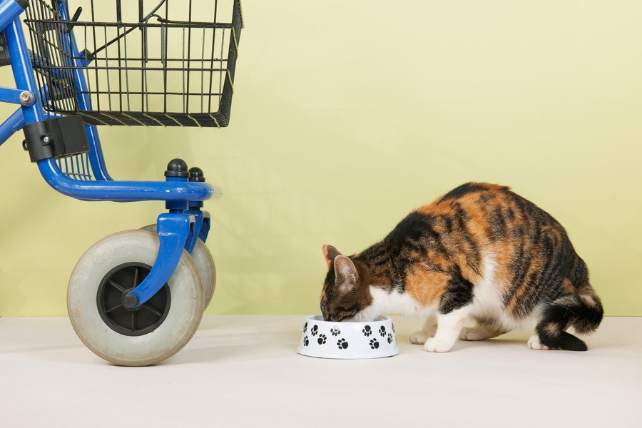 人間用歩行器の横で餌を食べる猫