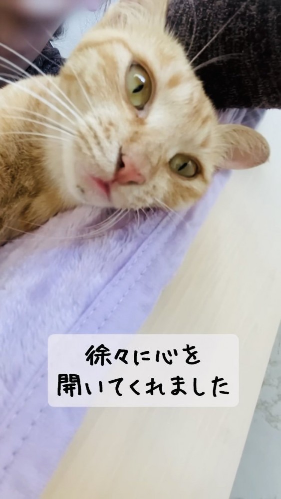 パパに抱っこされて喉を鳴らす子猫