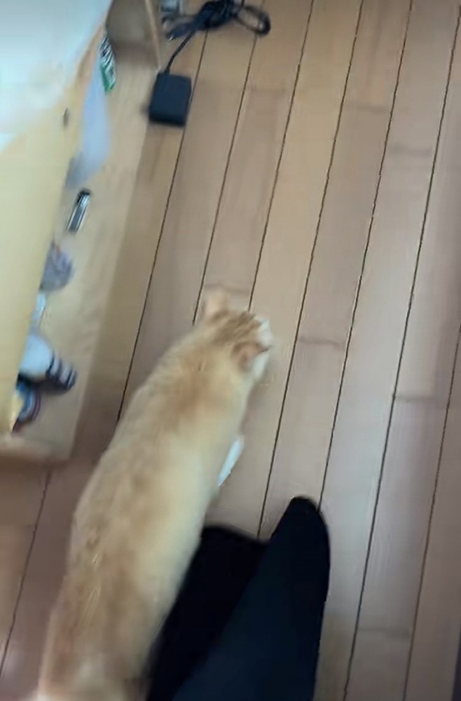 飼い主さんを追い抜く茶白猫