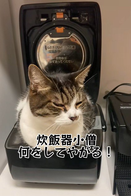 炊飯器小僧と呼ばれる猫