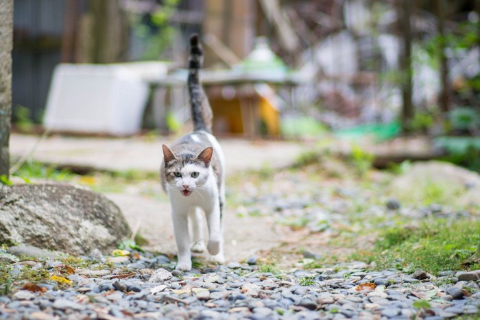 駆け寄ってくる猫
