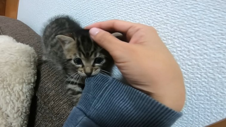 袖を噛む子猫