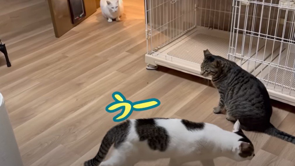 威嚇する猫と様子を見る猫たち