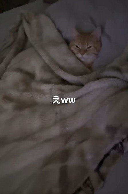 布団に入った猫