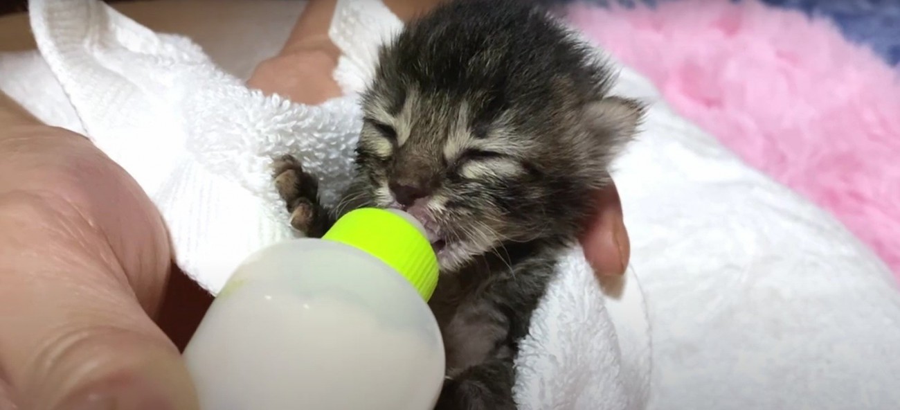 ミルクを飲む子猫