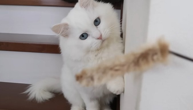 おもちゃを狙う猫