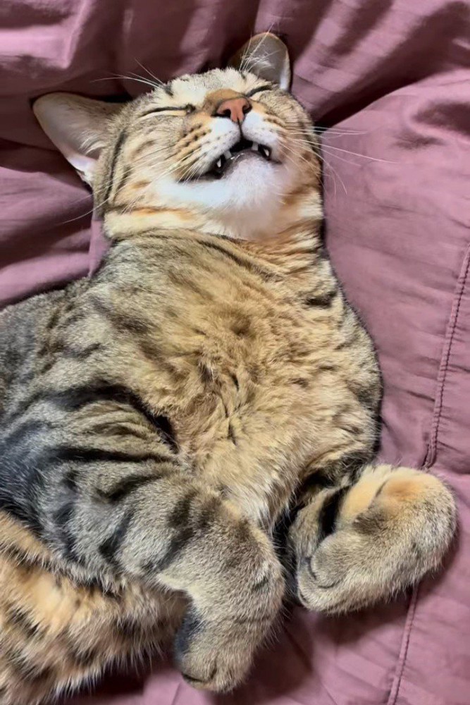 口を開けて寝る成猫