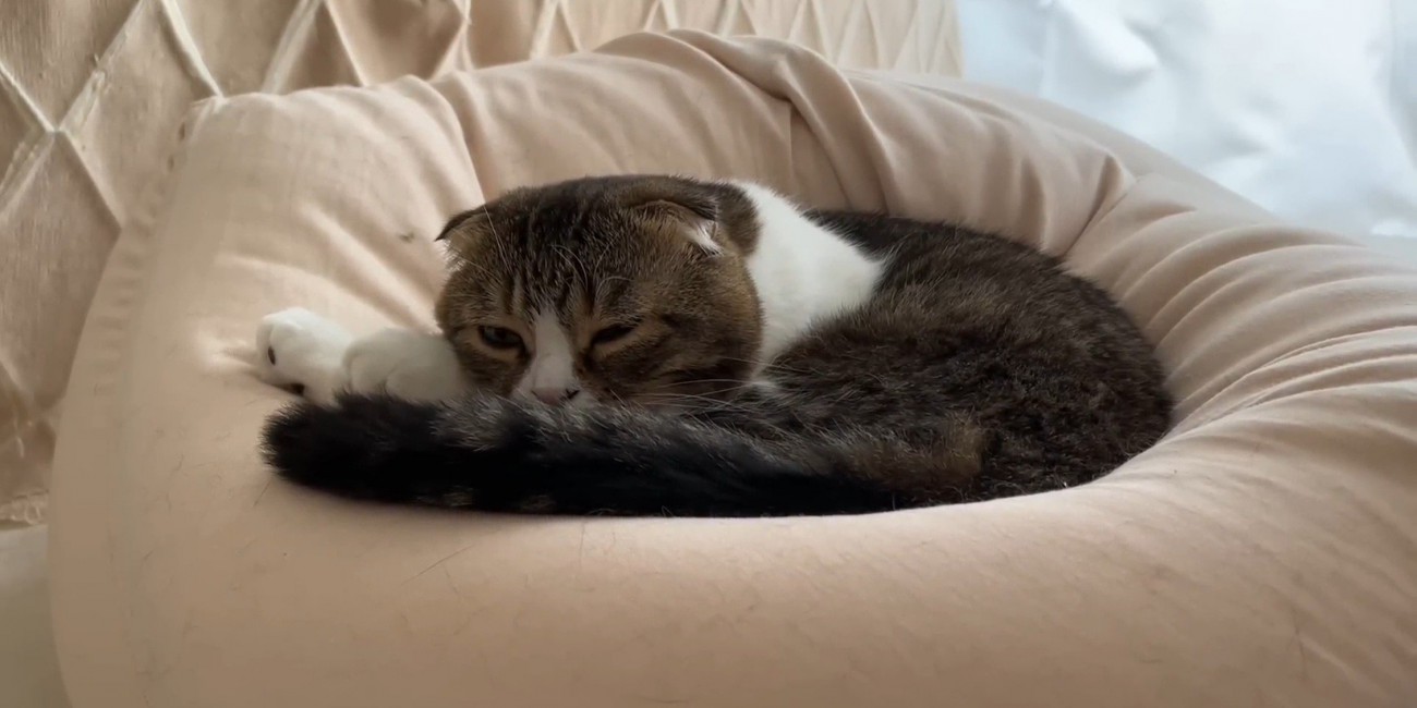 クッションの上でウトウトしている猫