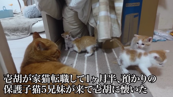 子猫を見る成猫