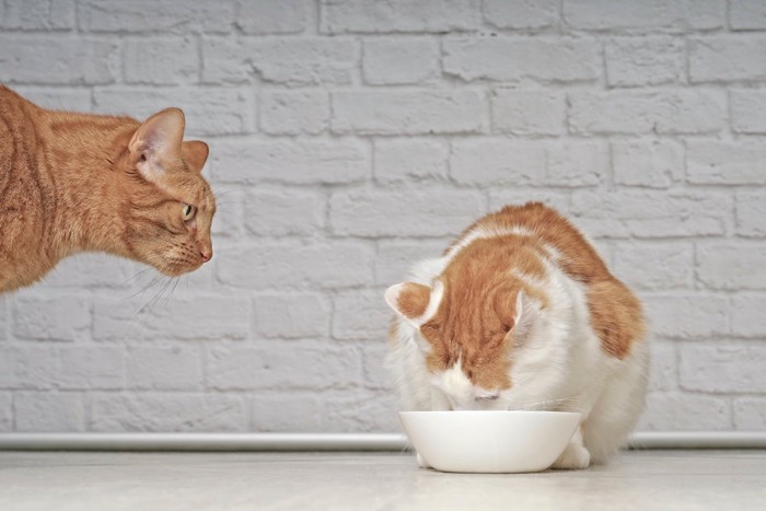 ごはんを食べる猫を見る猫
