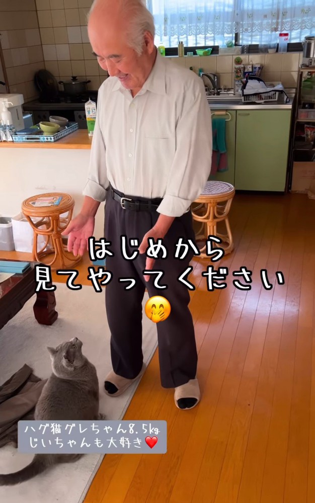 手を広げる人を見る猫