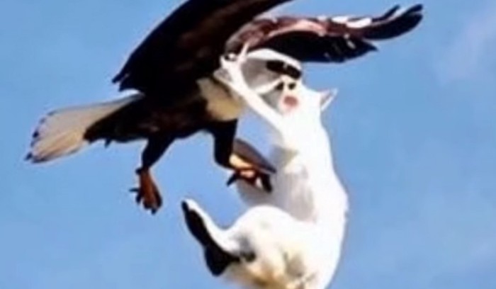 ワシの喉を捕らえた猫