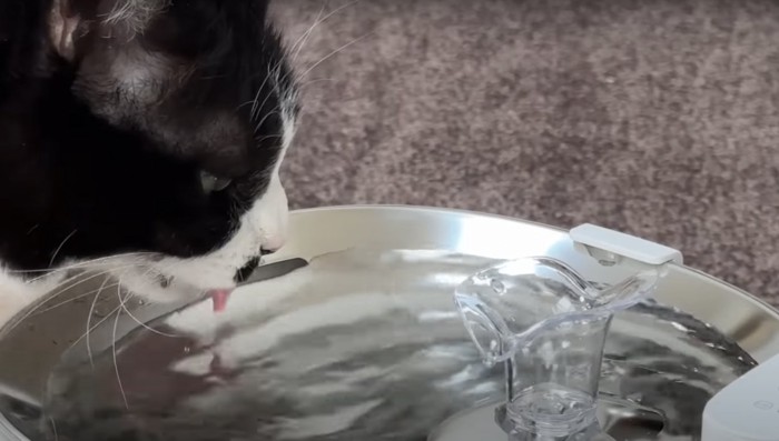 水を飲む白と黒の毛の猫