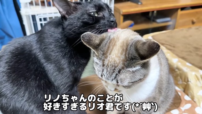 リノちゃんのことが好きすぎる