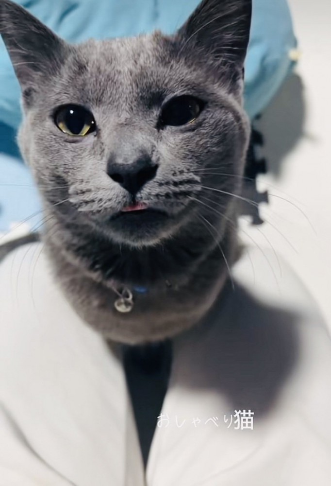 舌を出す雑種猫