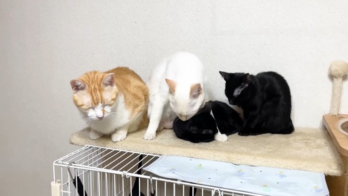 左の子を舐めて