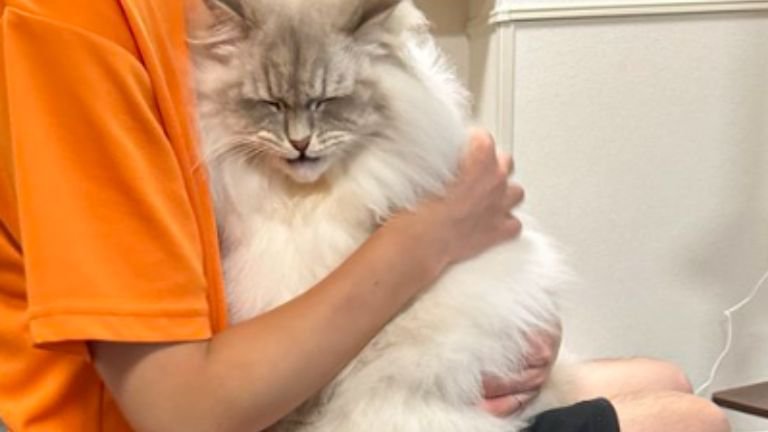 抱っこされている猫