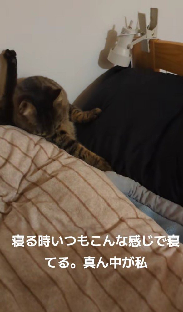 ベッドで毛づくろいする猫