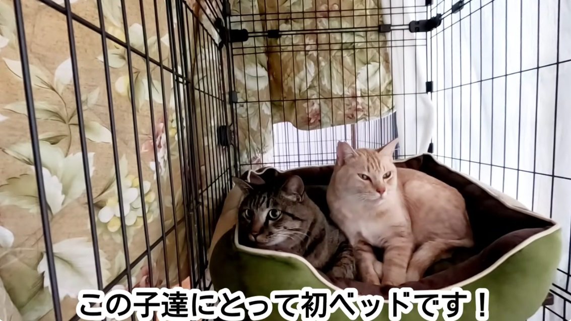 ベッドの中のキジトラ猫と茶トラ猫